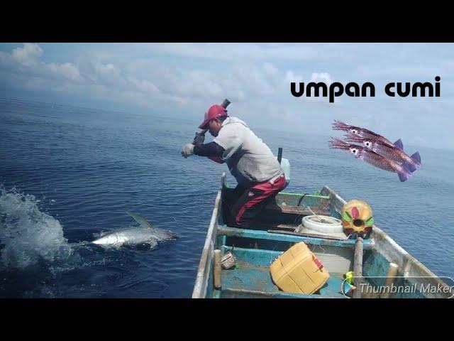 MODAL UMPAN CUMI,MANCING DI ATAS LAUT YANG SANGAT TEDUH mancing tuna sirip kuning papua