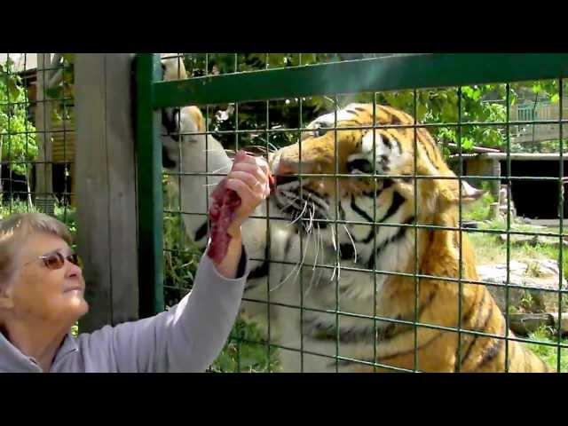 Tiger "ROCKY" Feed....Paradise Wildlife Park..
