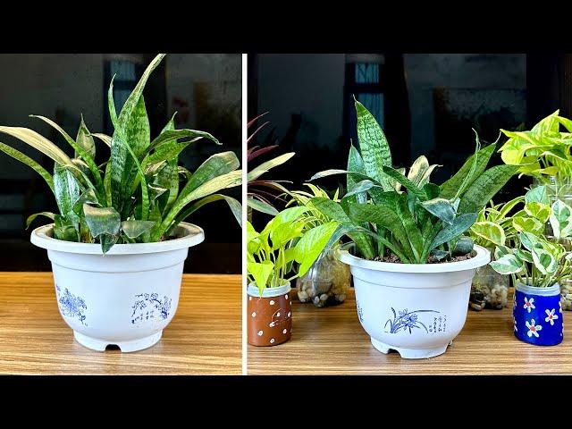 A simple way to have beautiful potted plants, helping to eliminate toxic gases in the house