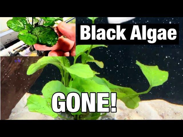 A GREAT RESULT! *Here’s How I BEAT BLACK ALGAE!*