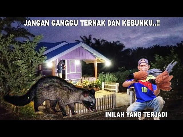 JANGAN GANGGU TERNAK DAN KEBUNKU..!! INILAH YANG TERJADI