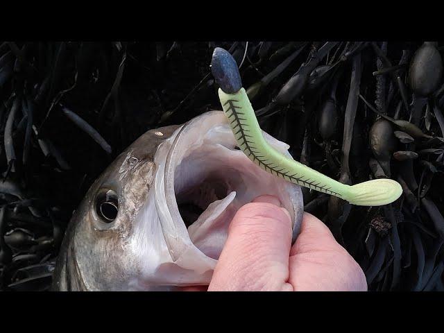 Lure fishing for Bass UK 2024 | Bass fishing Wales  #bassfishing #lurefishing