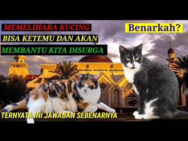 Benarkah Memelihara Kucing Bisa Membantu Kita Di Akhirat?