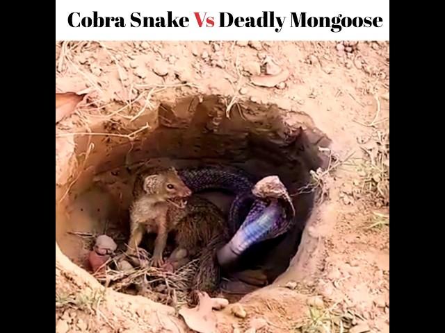 Cobra Snake vs Deadly Mongoose #shorts #youtubeshorts #viral #factsfever #Snake