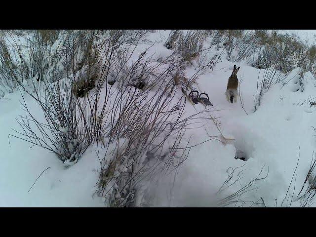 Новогодний заяц киборг заставил побегать, охота на зайца выдалась очень трудовая.