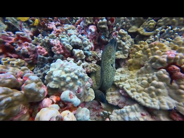 Two Moray Eels off Oahu in May 2024