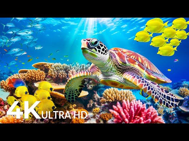 Under Red Sea 4K - Sea Animals for Relaxation, Beautiful Coral Reef Fish in Aquarium - 4K Video UHD