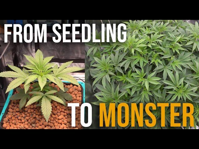 How to Train Your Plant to Grow Evenly - Full Process