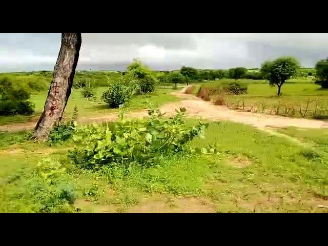 Have you seen such a lush greenery in the desert area after rains? If not then must visit Tharparker