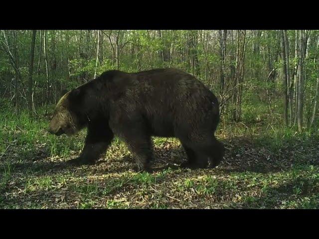 Massive wild male Ussuri brown bears from Russia