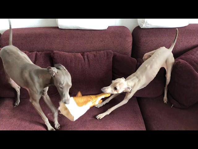 Funny Italian Greyhound fight over a gaunt