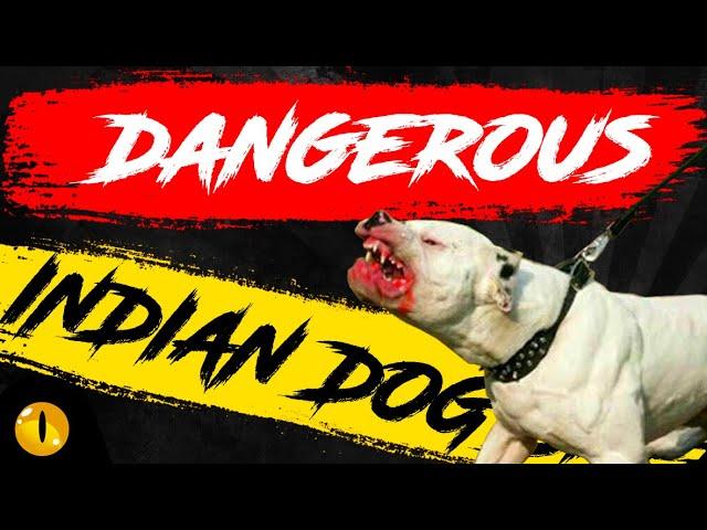 TOP 10 DANGEROUS INDIAN DOG BREEDS