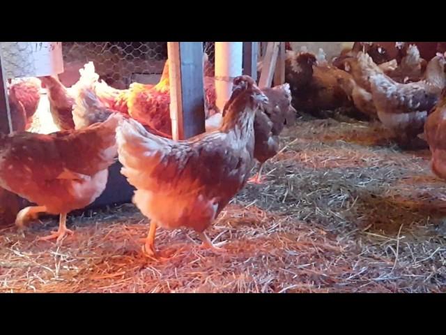 ISA Brown Laying Hens