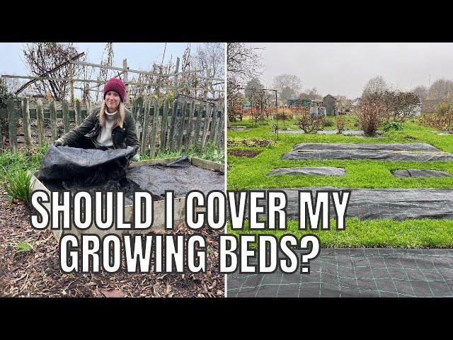 SHOULD I COVER MY GROWING BEDS FOR WINTER?? / ALLOTMENT GARDENING UK