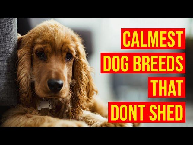 Top 10 Calmest Dog Breeds That Don't Shed Or Smell Much