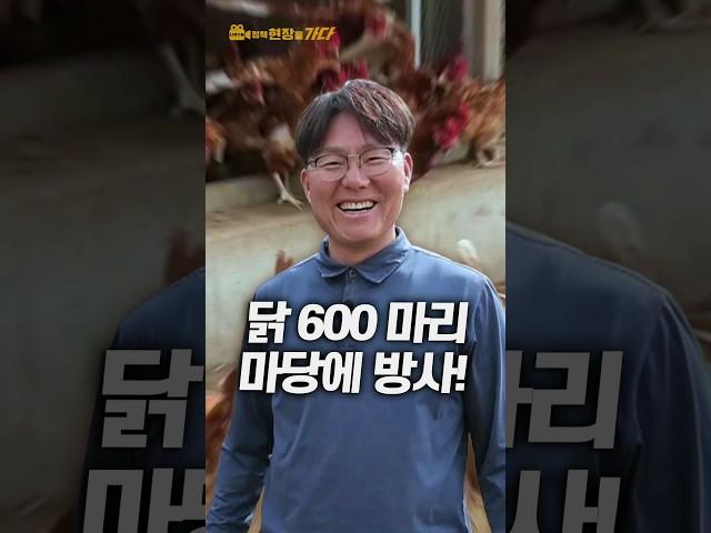 한 번에 600마리의 닭을 마당에 방사한다?!