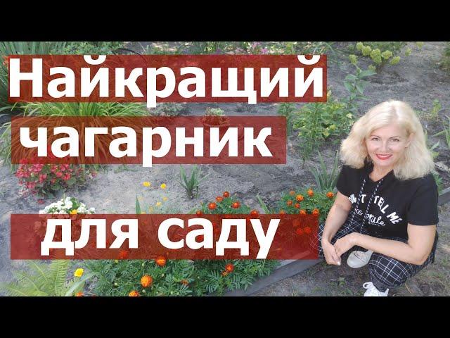 Найкращий чагарник для саду, посадіть цей багаторічник у себе на дачі