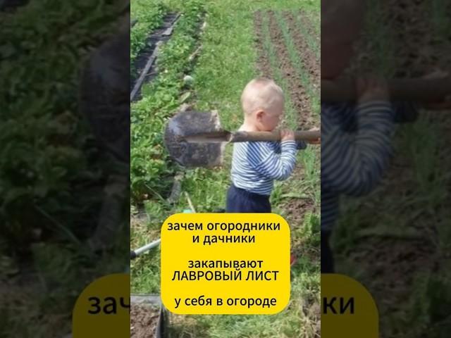 Зачем дачники закапывают лавровый лист в огороде #огород #сад #дача #подкормка #садоводство #рецепт
