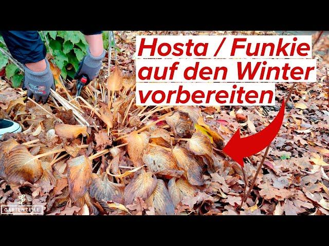 Was tun mit Funkien (Hosta) im Herbst / Winter?