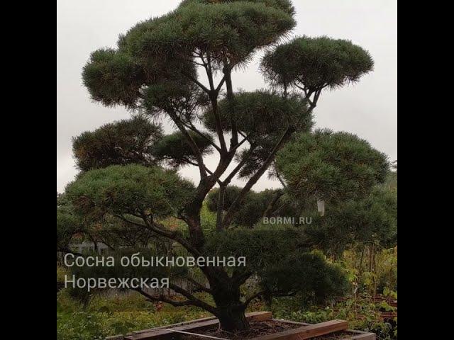 Сосна обыкновенная Норвежская