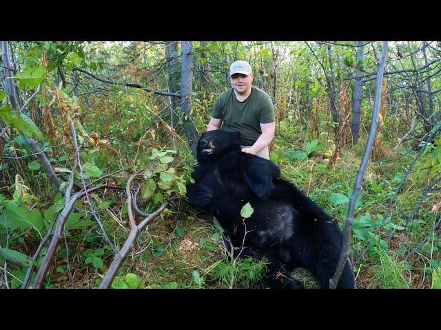 Black Bear Interrupted my Grouse Hunt