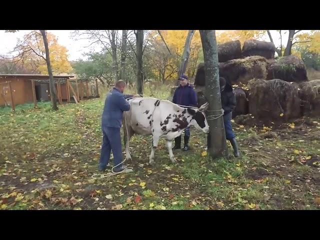 Как положить корову за минуту