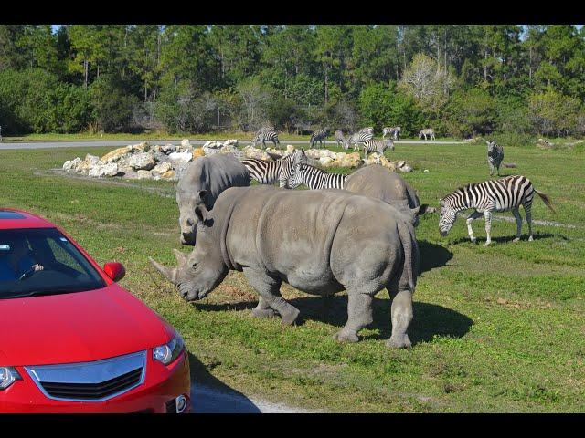 Lion Country Safari - Florida's Largest Drive-through Safari Park