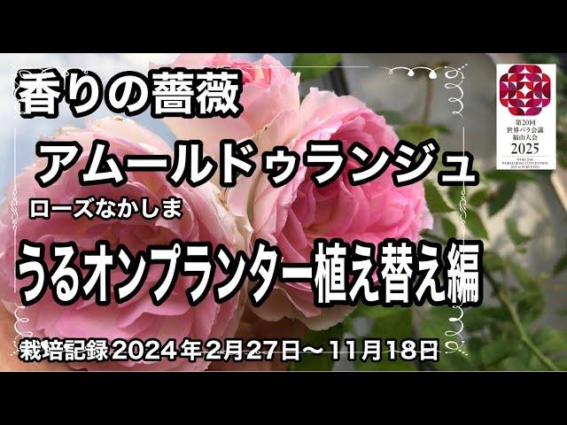 バラの植え替え編　うるオンプランターに地植えで育たなかったアムールドゥランジュちゃんを今年の２月に植え替えました。秋までの成長記録です。