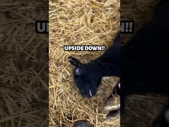 MAMA NEEDS HELP!!! …she’s UPSIDE DOWN! #sheep #farming #emergency