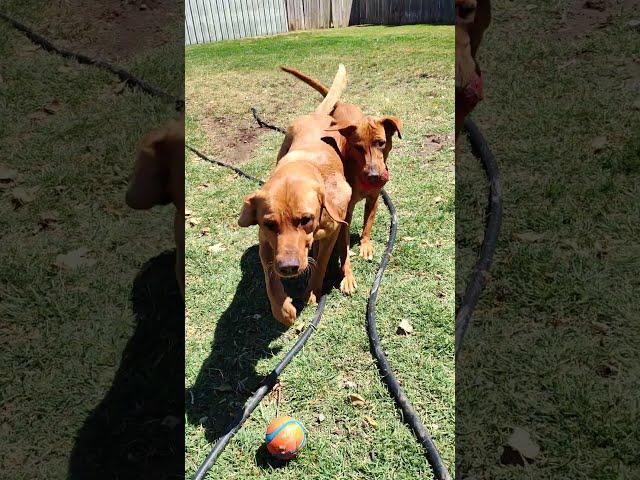 Bouncy Ball with Red Labs #labrador #doglife #pets #bouncyball #redlabs