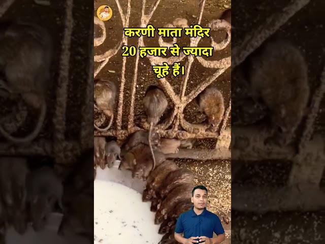 Rat Tample in India #shorts #facts #temple