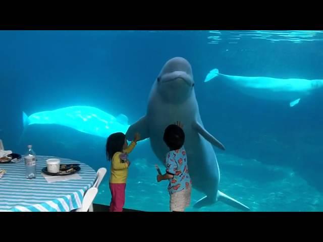 Beluga whales and 2 kids