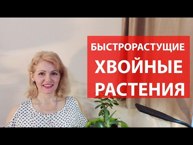 Быстрорастущие хвойные деревья и кустарники