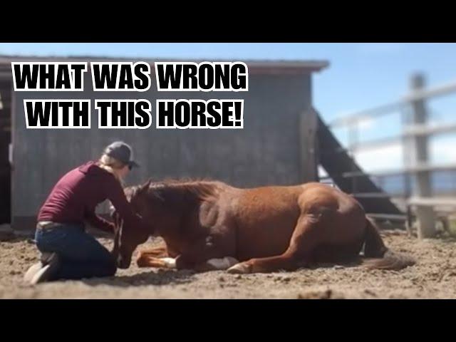 This HORSE was sold 4 times in a year!  Can he be fixed?