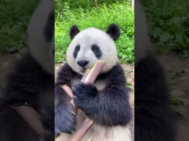 熊猫吃笋专业户