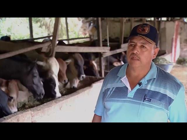 Modelo de ceba intensiva en pequeño espacio - La Finca de Hoy