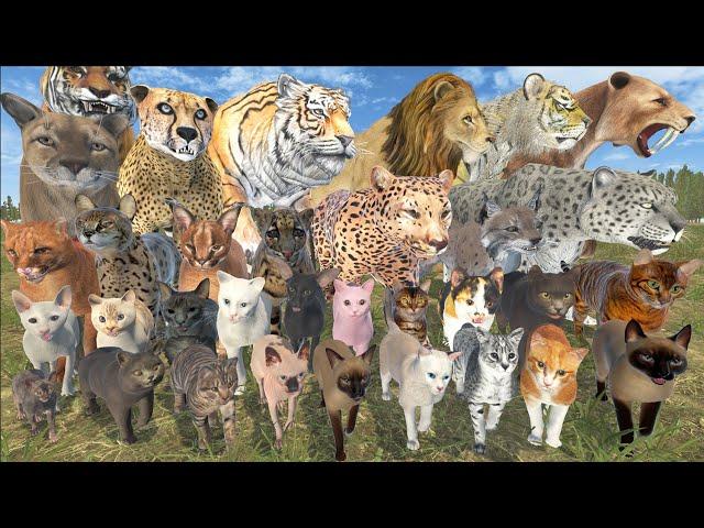 Cat AND Big Cat Size Comparison in 3D Animation | Realistic World Data