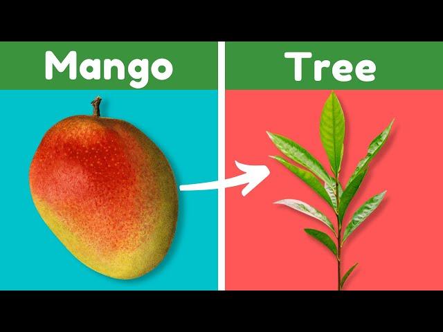 Easily Grow a Mango Tree From a Store-Bought Mango