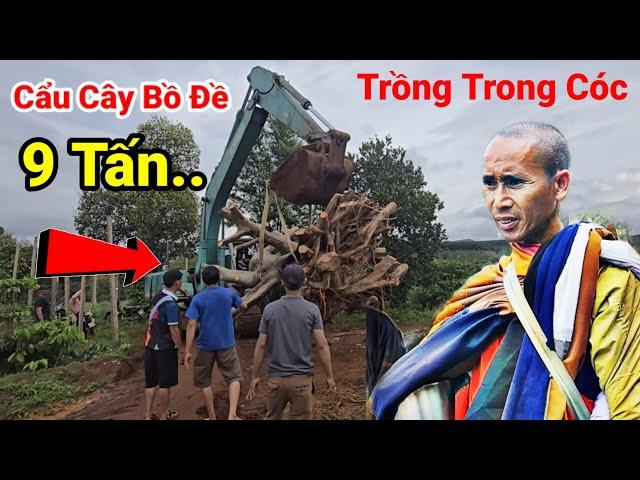 Cẩu 8 tấn Cây Bồ Đề Khủng 200 năm Xuống Cóc Của Thầy Ẩn Tu Trên Vườn Sầu Riêng