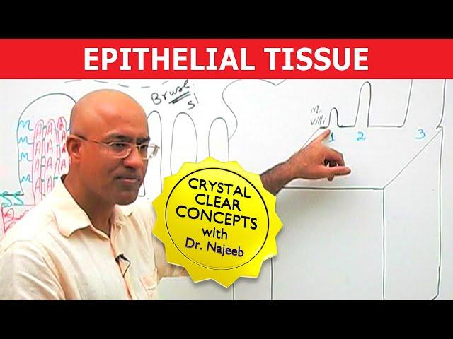 Epithelial Tissue | Structure & Function🩺