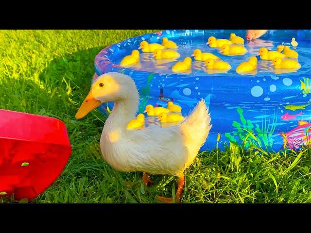 Collection of funny moments about Ducklings in the pool, baby ducks, pig, dog, kitten