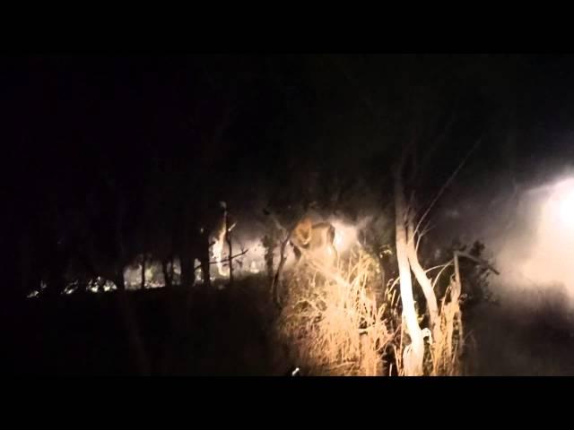 The Fight between Freddy and the Charleston Male Lions