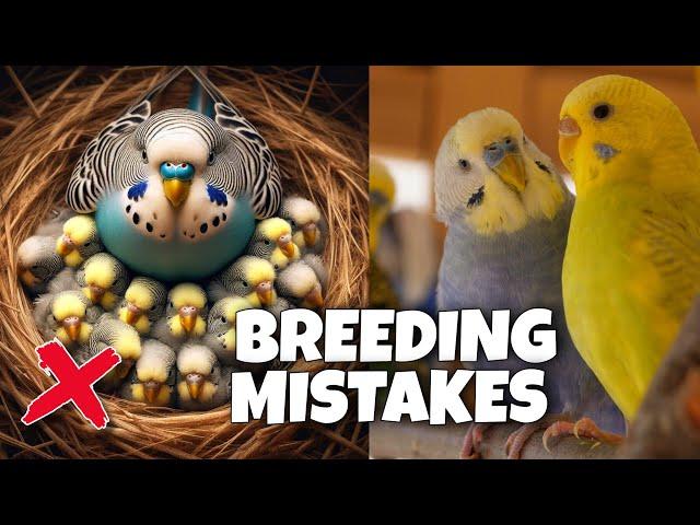 Budgie Breeding Mistakes Beginners Make