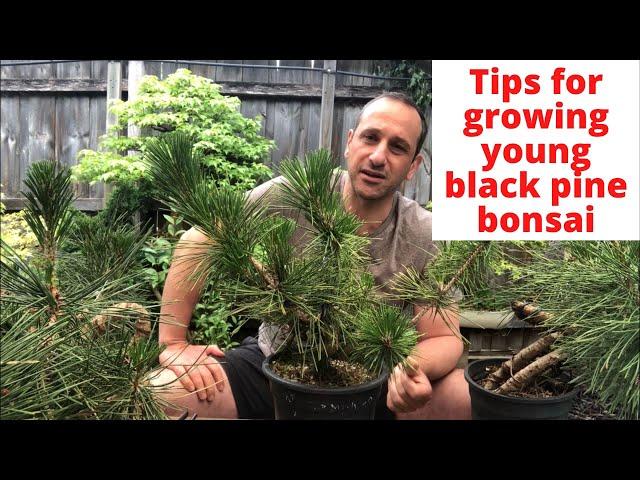 Black pine bonsai Tips for growing young black pine bonsai and how to grow young black pine bonsai