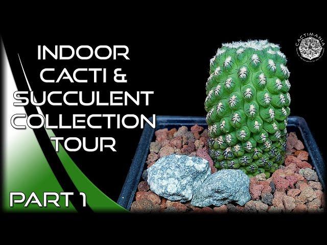 Indoor #Cacti & #Succulent Collection Tour | November 2022 | Part 1