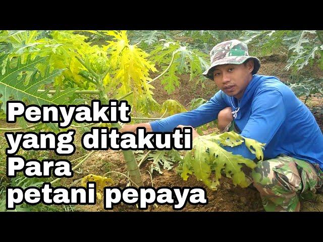 Penyebab daun pepaya menguning dimusim hujan