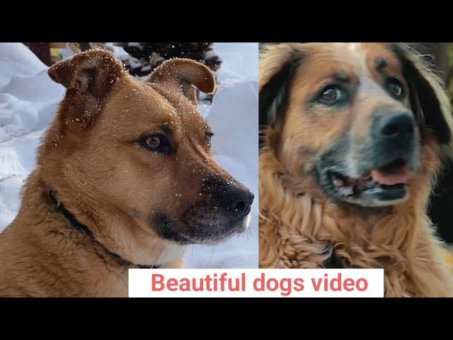 Beautiful dogs video footage||dogs||pet animals|| pet care