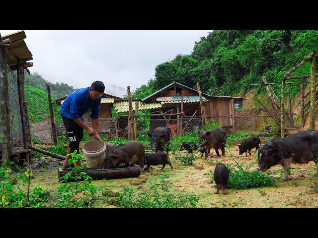 Releasing Pigs Into the Forest, Selling Geese, Planting Bamboo on the Farm | Family Farm