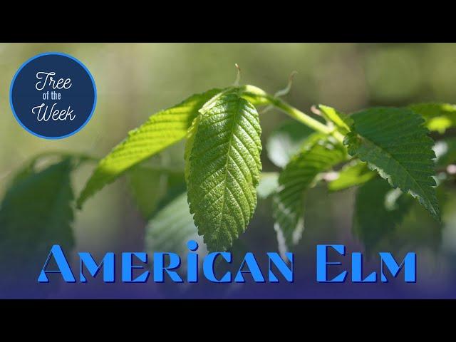 Tree of the Week: American Elm