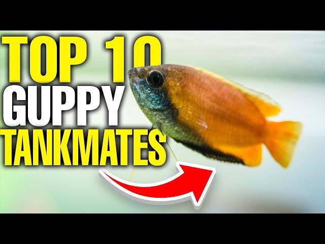 The 10 Best Guppy Tank Mates 